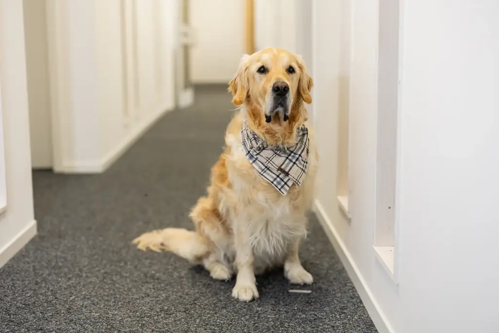 Golden Retriever mit karierter Halstuch-Bandana sitzt auf grauem Teppich in einem weißen Flur und blickt direkt in die Kamera.